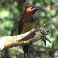 Crimson-mantled Woodpecker